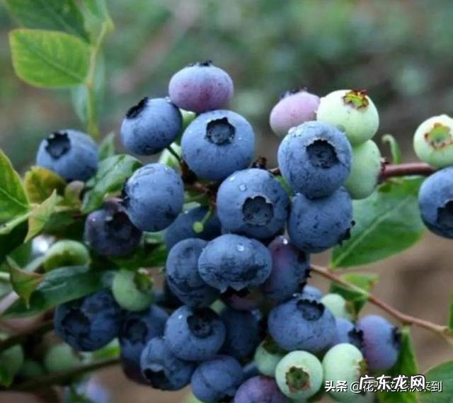 种什么果树收益快?