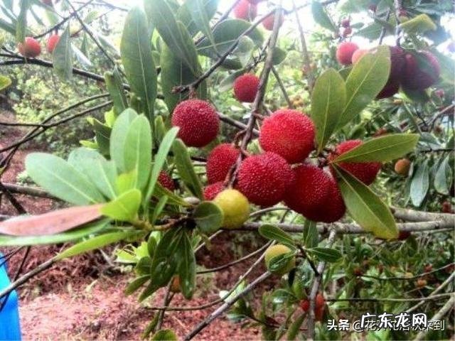 种什么果树收益快?