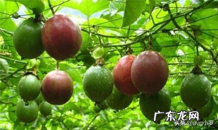 种什么果树收益快?