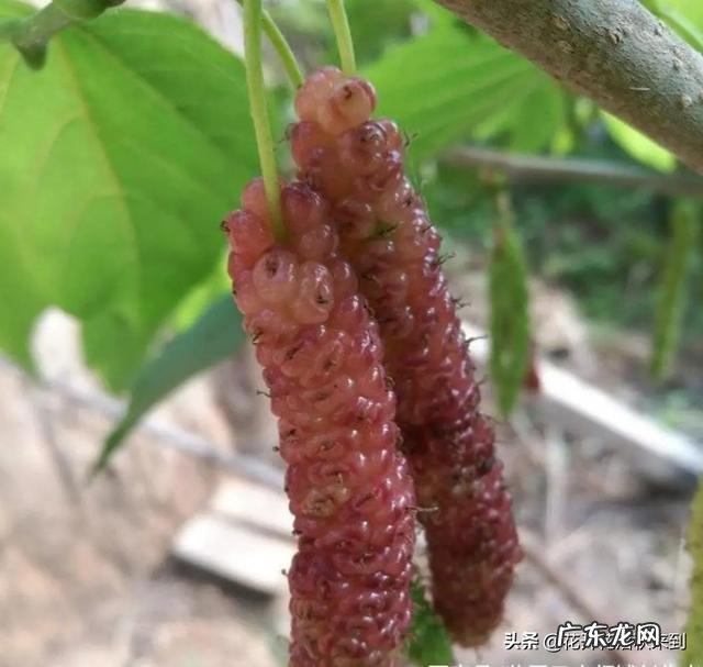 种什么果树收益快?