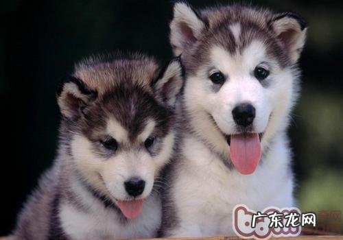 怎样保养刚刚出生的狗宝宝