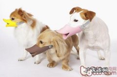 小狗外出戴嘴套的益处