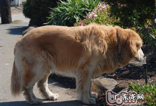 小狗饮水的重要性