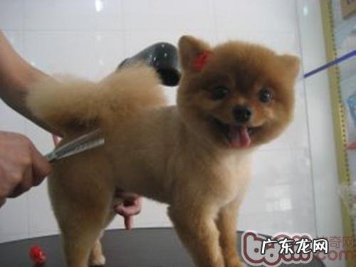 小狗担心美容护肤的根本原因