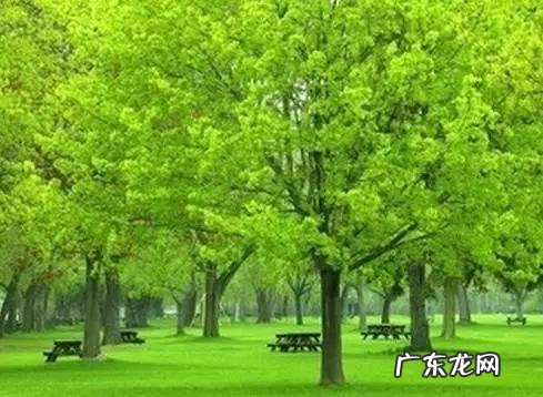 怎样才可以致富 想致富多种树,种什么树致富快,应该在什么地方种才合法?农村致富好项目