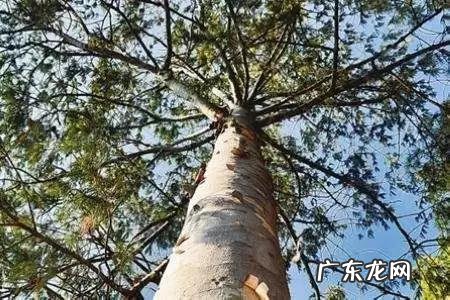 怎样才可以致富 想致富多种树,种什么树致富快,应该在什么地方种才合法?农村致富好项目