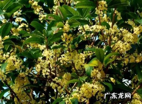 怎样才可以致富 想致富多种树,种什么树致富快,应该在什么地方种才合法?农村致富好项目