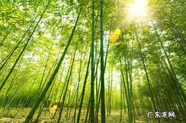 怎样才可以致富 想致富多种树,种什么树致富快,应该在什么地方种才合法?农村致富好项目