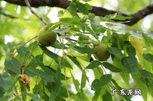 怎样才可以致富 想致富多种树，种什么树致富快，应该在什么地方种才合法？农村致富好项目