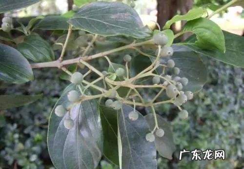 怎样才可以致富 想致富多种树,种什么树致富快,应该在什么地方种才合法?农村致富好项目