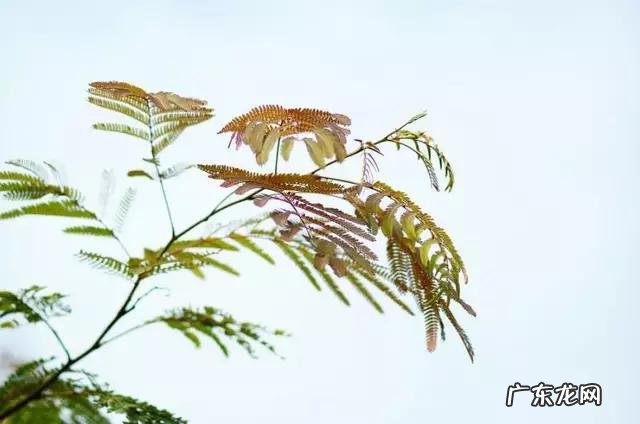 怎样才可以致富 想致富多种树,种什么树致富快,应该在什么地方种才合法?农村致富好项目