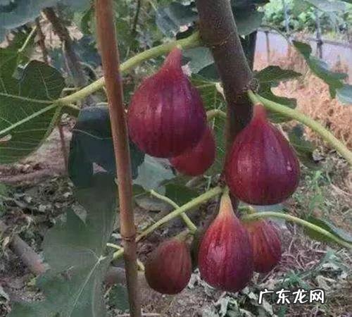 怎样才可以致富 想致富多种树，种什么树致富快，应该在什么地方种才合法？农村致富好项目