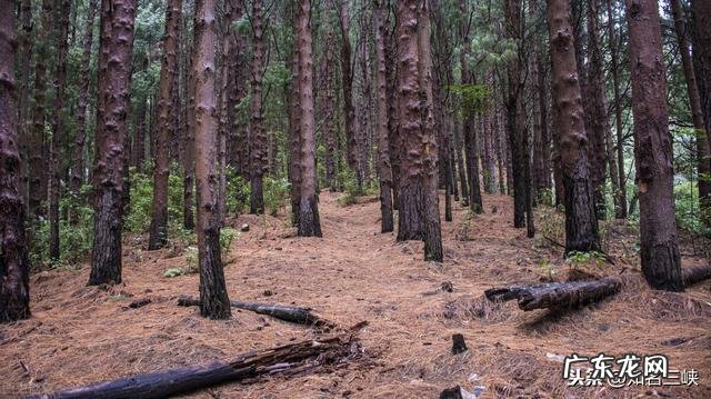 农村包山前景如何 现在包山种树挣钱吗?种什么树收益比较好?广西包山种树政府补贴