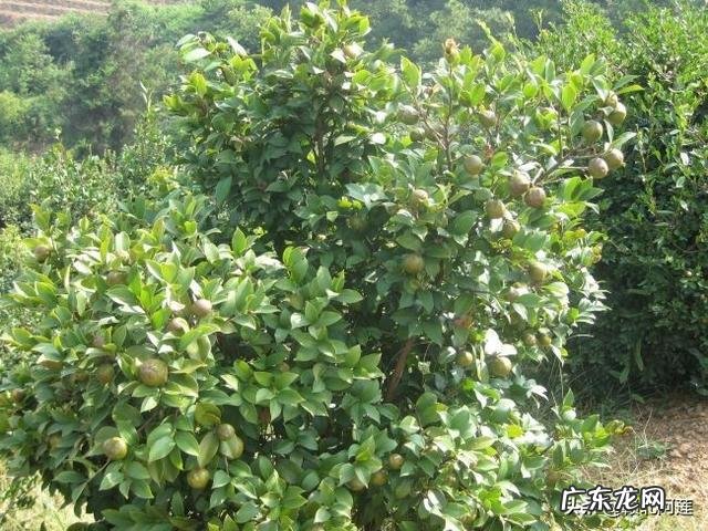 农村包山前景如何 现在包山种树挣钱吗?种什么树收益比较好?广西包山种树政府补贴