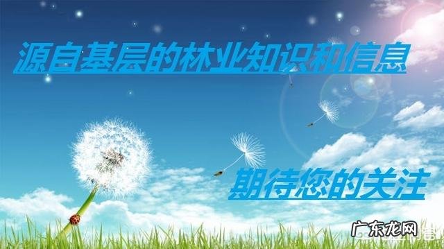 农村包山前景如何 现在包山种树挣钱吗？种什么树收益比较好？广西包山种树政府补贴