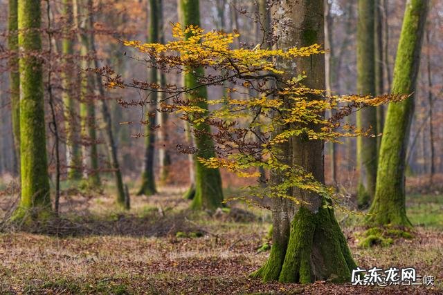 农村包山前景如何 现在包山种树挣钱吗?种什么树收益比较好?广西包山种树政府补贴