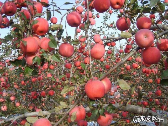 农村包山前景如何 现在包山种树挣钱吗？种什么树收益比较好？广西包山种树政府补贴