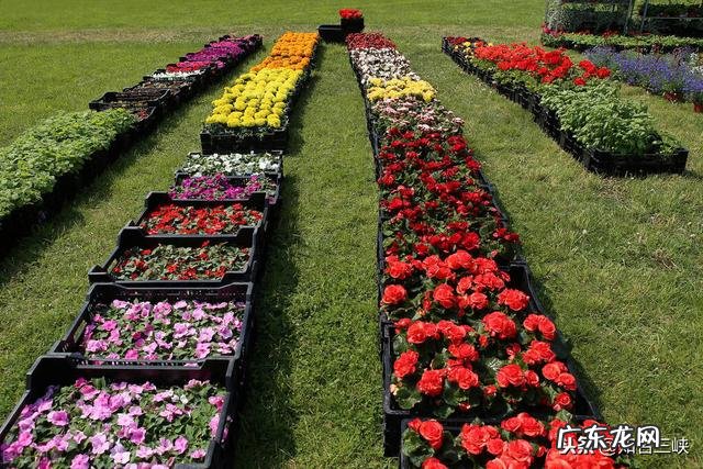 农村包山前景如何 现在包山种树挣钱吗？种什么树收益比较好？广西包山种树政府补贴