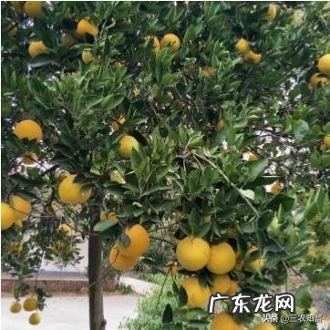 农村包山前景如何 现在包山种树挣钱吗?种什么树收益比较好?广西包山种树政府补贴