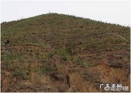 农村包山前景如何 现在包山种树挣钱吗？种什么树收益比较好？广西包山种树政府补贴