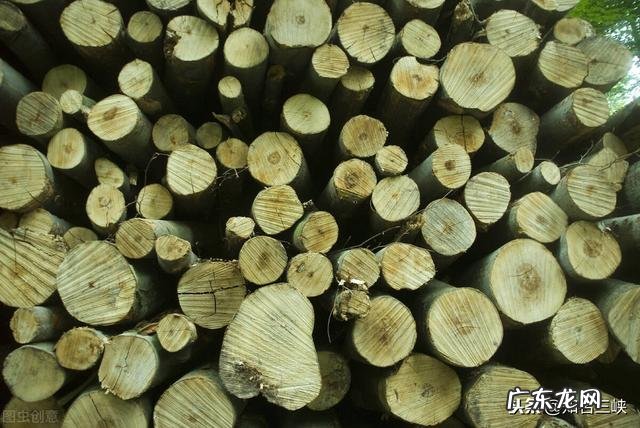 农村包山前景如何 现在包山种树挣钱吗？种什么树收益比较好？广西包山种树政府补贴