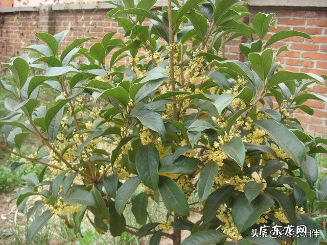 在农村种树什么树最好卖 哪种树好卖?种什么树可以赚到钱?栽什么树二三年就能卖