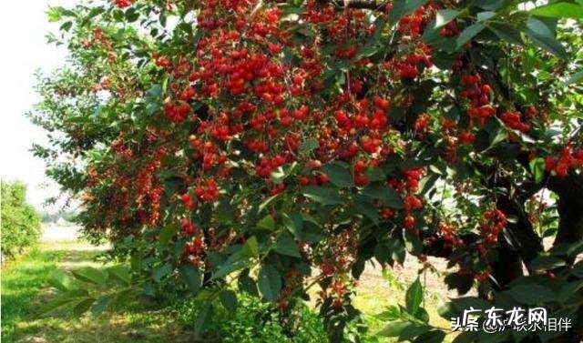 在农村种树什么树最好卖 哪种树好卖?种什么树可以赚到钱?栽什么树二三年就能卖