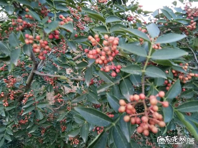 收益最好的理财产品 目前种植什么树，收益会比较好？种植什么挣钱