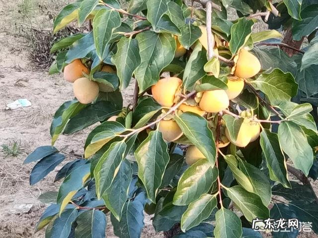 收益最好的理财产品 目前种植什么树，收益会比较好？种植什么挣钱