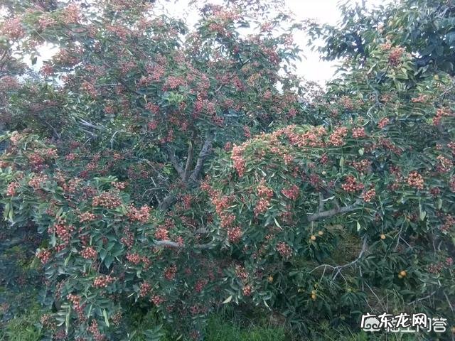 收益最好的理财产品 目前种植什么树，收益会比较好？种植什么挣钱