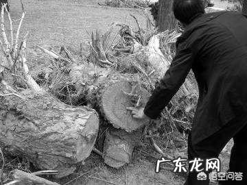 收益最好的理财产品 目前种植什么树,收益会比较好?种植什么挣钱