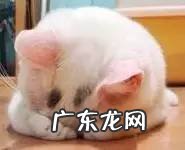 玛莎为什么没娶梁静茹 梁静茹和玛莎的故事