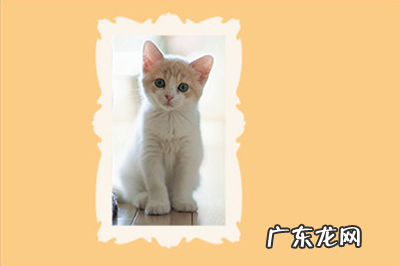 ps怎么给图片加边框颜色 PS怎么给图片加边框