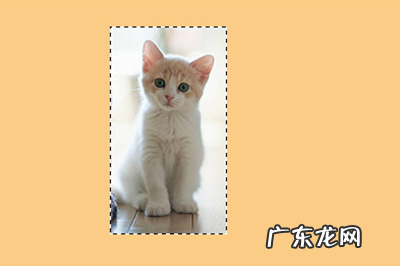 ps怎么给图片加边框颜色 PS怎么给图片加边框