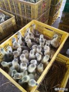 现在农村干什么收入最高,打工收入最高的城市？