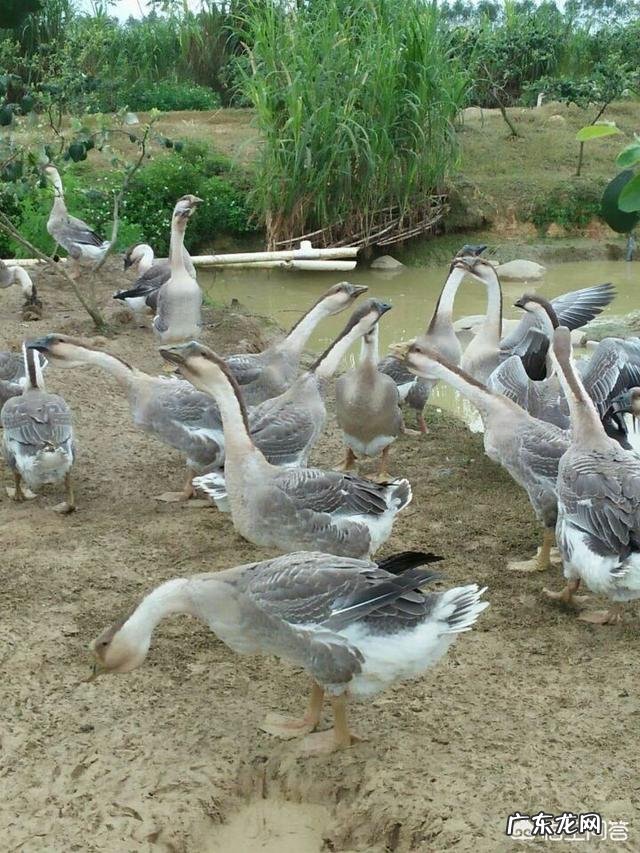 现在农村干什么收入最高,打工收入最高的城市?