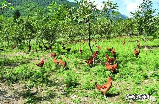 现在农村干什么收入最高,打工收入最高的城市?