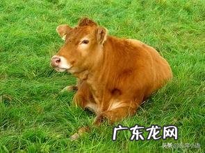 现在农村干什么收入最高,打工收入最高的城市?