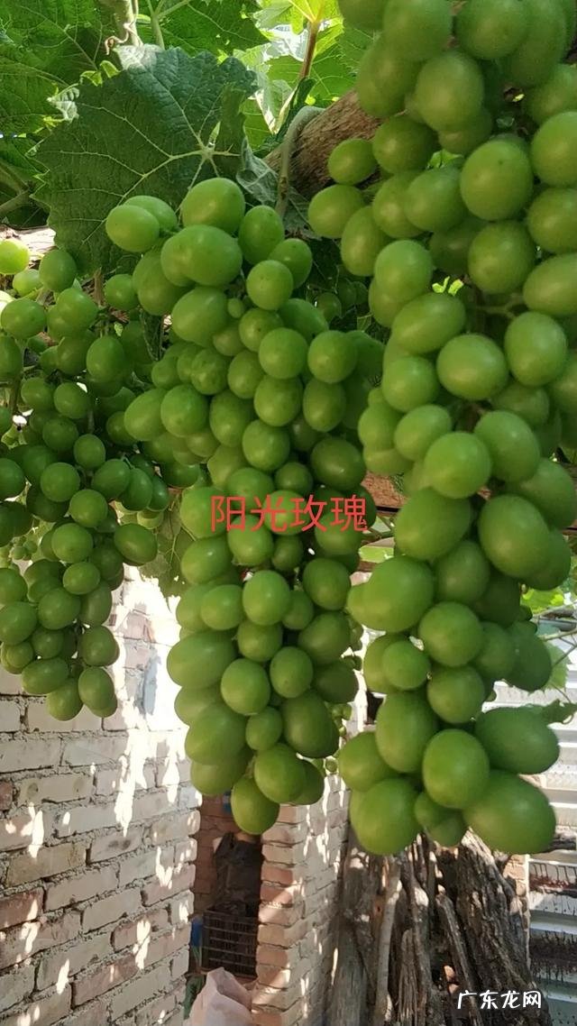 当前发展什么品种果树最赚钱,果树种类大全?