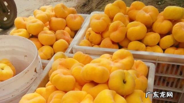 当前发展什么品种果树最赚钱,果树种类大全?