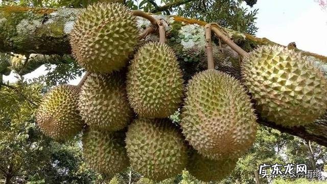 用大棚种什么水果挣钱,大棚干什么最挣钱?