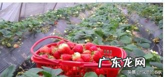 用大棚种什么水果挣钱,大棚干什么最挣钱?