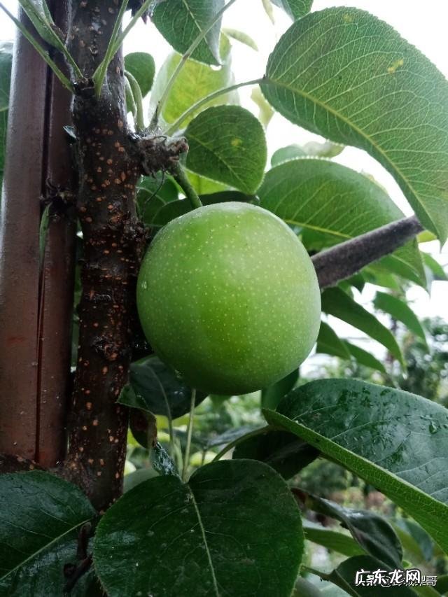 用大棚种什么水果挣钱,大棚干什么最挣钱?