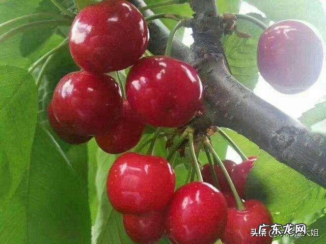 用大棚种什么水果挣钱,大棚干什么最挣钱?