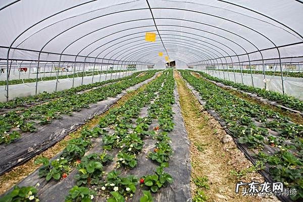 用大棚种什么水果挣钱,大棚干什么最挣钱?