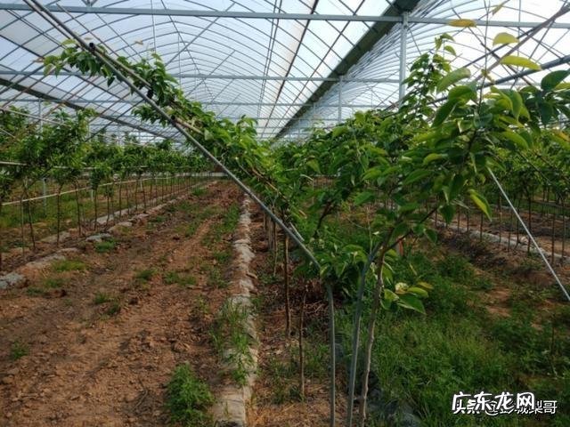 用大棚种什么水果挣钱,大棚干什么最挣钱?