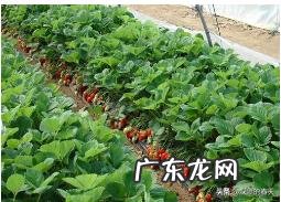 用大棚种什么水果挣钱,大棚干什么最挣钱?