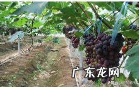 用大棚种什么水果挣钱,大棚干什么最挣钱?