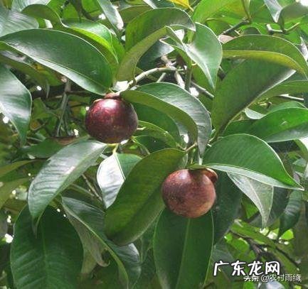 用大棚种什么水果挣钱,大棚干什么最挣钱?