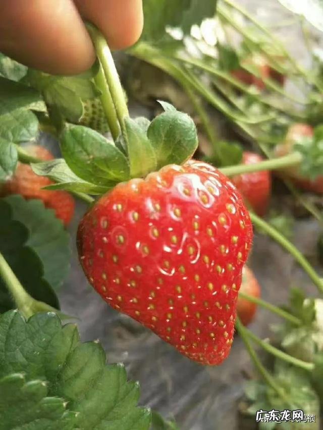 用大棚种什么水果挣钱,大棚干什么最挣钱?